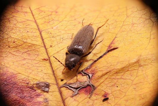 Häufige holzzerstörende Insekten